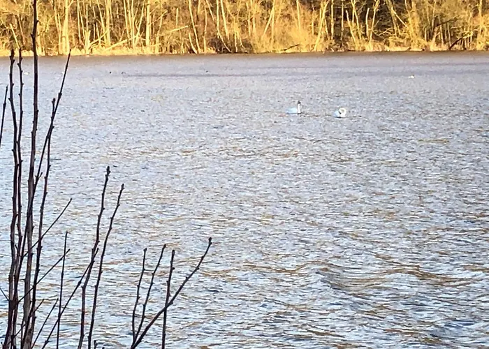 Wunderschoenes Am Waldrand By Interhome Nyaraló Bad Arolsen